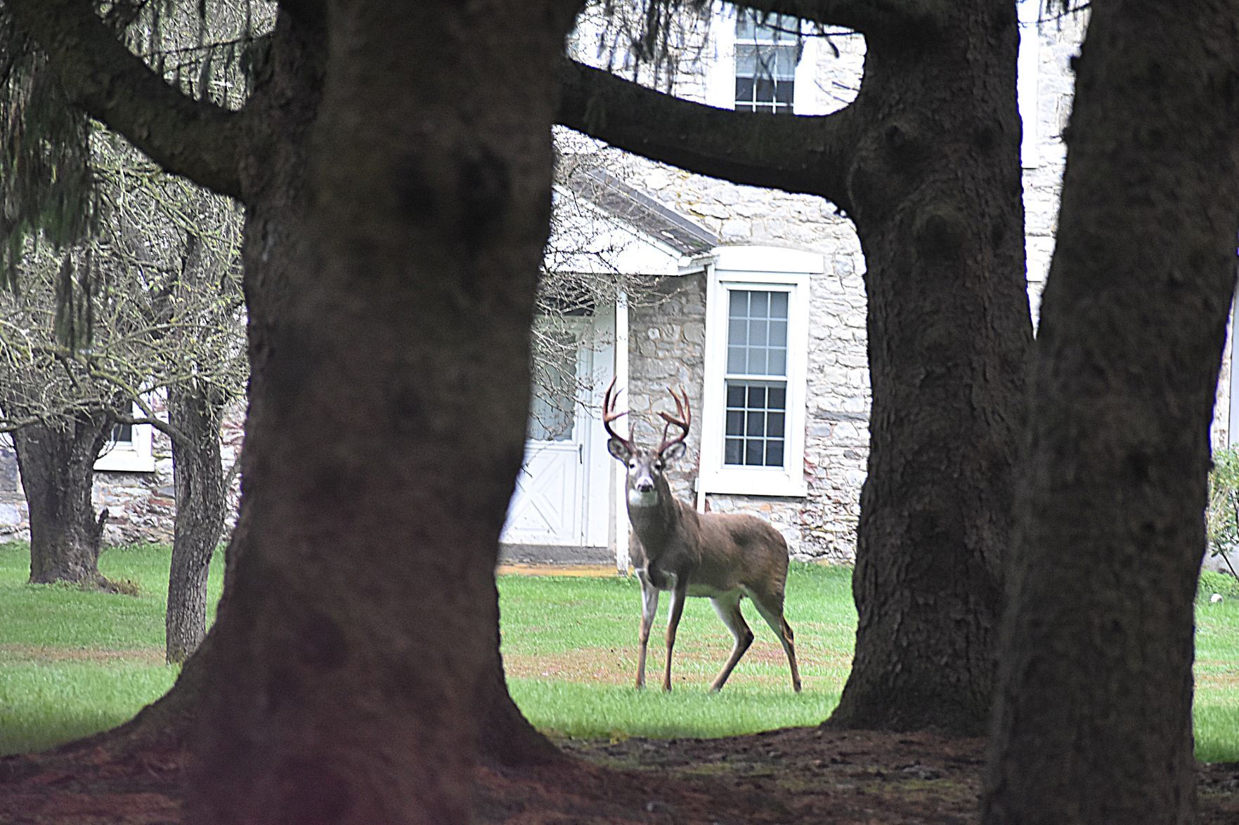 Trophy buck